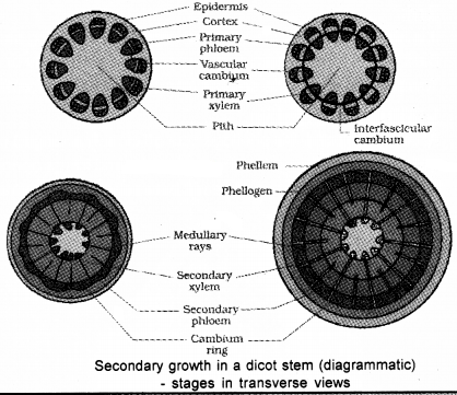 Plus One Botany Notes Chapter 4 Anatomy of Flowering Plants 14