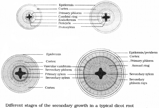 Plus One Botany Notes Chapter 4 Anatomy of Flowering Plants 16