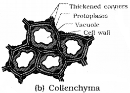 Plus One Botany Notes Chapter 4 Anatomy of Flowering Plants 2