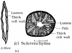 Plus One Botany Notes Chapter 4 Anatomy of Flowering Plants 3