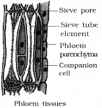 Plus One Botany Notes Chapter 4 Anatomy of Flowering Plants 5