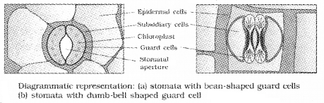 Plus One Botany Notes Chapter 4 Anatomy of Flowering Plants 6