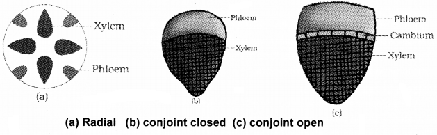 Plus One Botany Notes Chapter 4 Anatomy of Flowering Plants 7