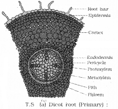 Plus One Botany Notes Chapter 4 Anatomy of Flowering Plants 8