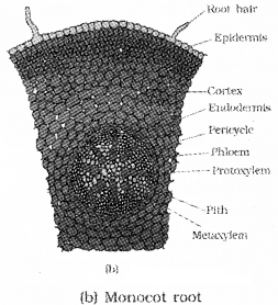 Plus One Botany Notes Chapter 4 Anatomy of Flowering Plants 9