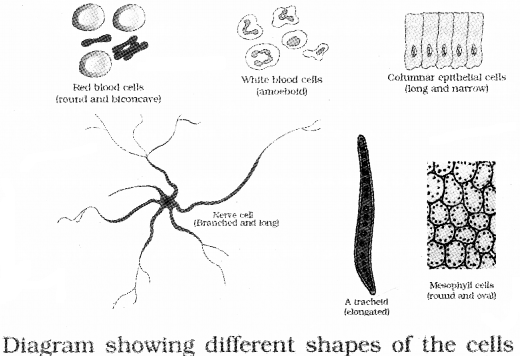 Plus One Botany Notes Chapter 5 Cell The Unit of Life 1