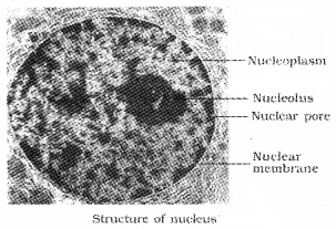 Plus One Botany Notes Chapter 5 Cell The Unit of Life 10