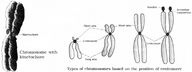 Plus One Botany Notes Chapter 5 Cell The Unit of Life 11