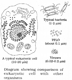 Plus One Botany Notes Chapter 5 Cell The Unit of Life 2