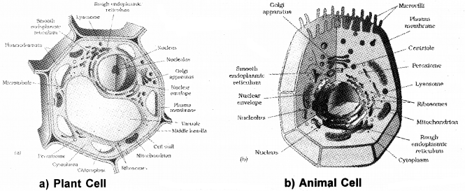 Plus One Botany Notes Chapter 5 Cell The Unit of Life 3