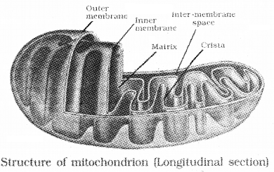 Plus One Botany Notes Chapter 5 Cell The Unit of Life 7