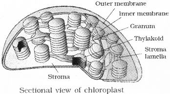 Plus One Botany Notes Chapter 5 Cell The Unit of Life 8