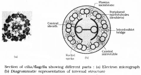 Plus One Botany Notes Chapter 5 Cell The Unit of Life 9