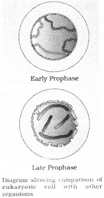 Plus One Botany Notes Chapter 6 Cell Cycle and Cell Division 2