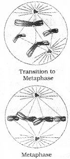 Plus One Botany Notes Chapter 6 Cell Cycle and Cell Division 3