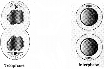 Plus One Botany Notes Chapter 6 Cell Cycle and Cell Division 5