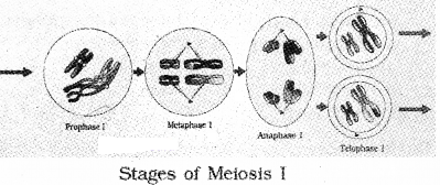 Plus One Botany Notes Chapter 6 Cell Cycle and Cell Division 6