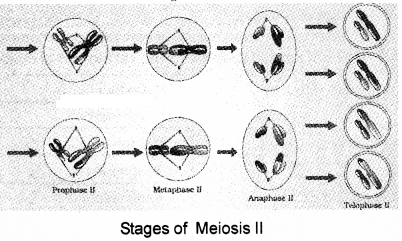 Plus One Botany Notes Chapter 6 Cell Cycle and Cell Division 7