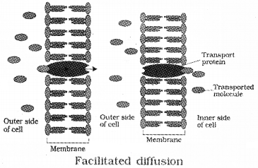 Plus One Botany Notes Chapter 7 Transport in Plants 1