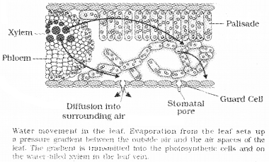 Plus One Botany Notes Chapter 7 Transport in Plants 10