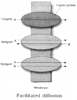 Plus One Botany Notes Chapter 7 Transport in Plants 2