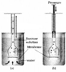 Plus One Botany Notes Chapter 7 Transport in Plants 5