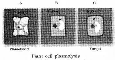 Plus One Botany Notes Chapter 7 Transport in Plants 6