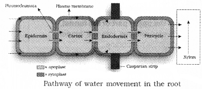 Plus One Botany Notes Chapter 7 Transport in Plants 7