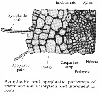 Plus One Botany Notes Chapter 7 Transport in Plants 8