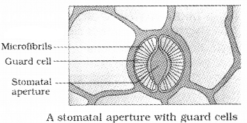 Plus One Botany Notes Chapter 7 Transport in Plants 9