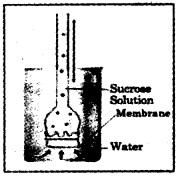 Plus One Botany Previous Year Question Paper March 2019, 1