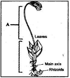 Plus One Botany Previous Year Question Paper March 2019, 2