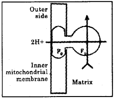 Plus One Botany Previous Year Question Paper March 2019, 4