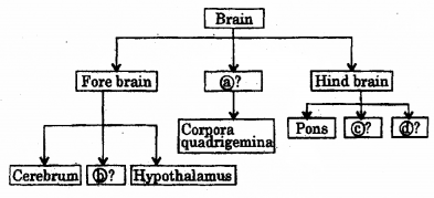 Plus One Zoology Chapter Wise Previous Questions Chapter 10 Neural Control and Coordination 1