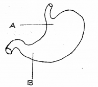 Plus One Zoology Chapter Wise Previous Questions Chapter 10 Neural Control and Coordination 2