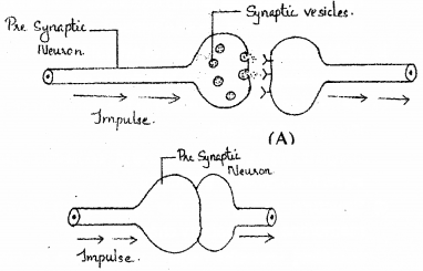 Plus One Zoology Chapter Wise Previous Questions Chapter 10 Neural Control and Coordination 4