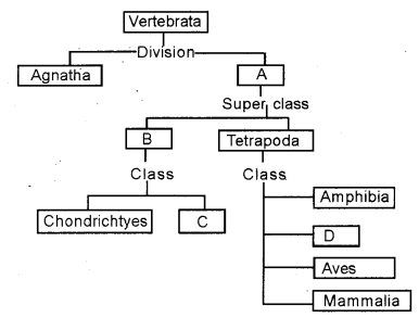 Plus One Zoology Chapter Wise Previous Questions Chapter 2 Animal Kingdom 11