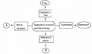 Plus One Zoology Chapter Wise Previous Questions Chapter 3 Structural Organisation in Animals 6