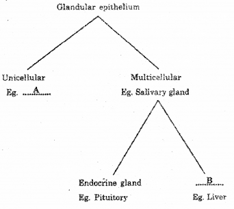 Plus One Zoology Chapter Wise Previous Questions Chapter 3 Structural Organisation in Animals 8