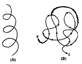 Plus One Zoology Chapter Wise Previous Questions Chapter 4 Biomolecules 11