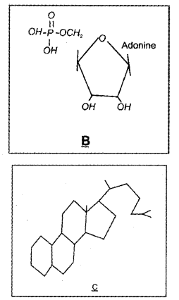 Plus One Zoology Chapter Wise Previous Questions Chapter 4 Biomolecules 15