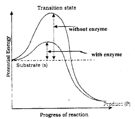 Plus One Zoology Chapter Wise Previous Questions Chapter 4 Biomolecules 8