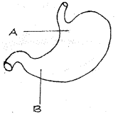 Plus One Zoology Chapter Wise Previous Questions Chapter 5 Digestion and Absorption 1