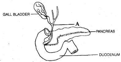 Plus One Zoology Chapter Wise Previous Questions Chapter 5 Digestion and Absorption 3