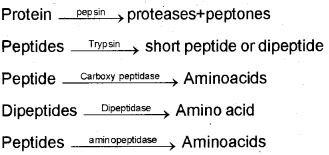 Plus One Zoology Chapter Wise Previous Questions Chapter 5 Digestion and Absorption 4