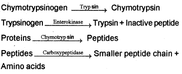 Plus One Zoology Chapter Wise Previous Questions Chapter 5 Digestion and Absorption 6