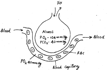 Plus One Zoology Chapter Wise Previous Questions Chapter 6 Breathing and Exchange of Gases 3