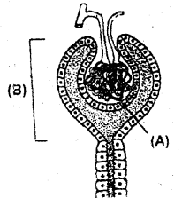 Plus One Zoology Chapter Wise Previous Questions Chapter 6 Breathing and Exchange of Gases 7