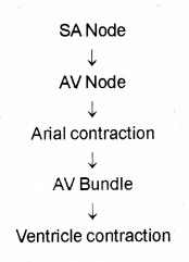 Plus One Zoology Chapter Wise Previous Questions Chapter 7 Body Fluids and Circulation 13