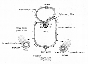 Plus One Zoology Chapter Wise Previous Questions Chapter 7 Body Fluids and Circulation 14